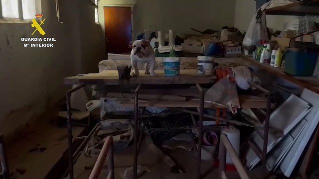 Denunciados en Burgos los propietarios de un criadero ilegal de perros de la raza bulldog inglés