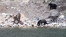 Çoruh Nehri'nden su içen ayı ve yavruları görüntülendi