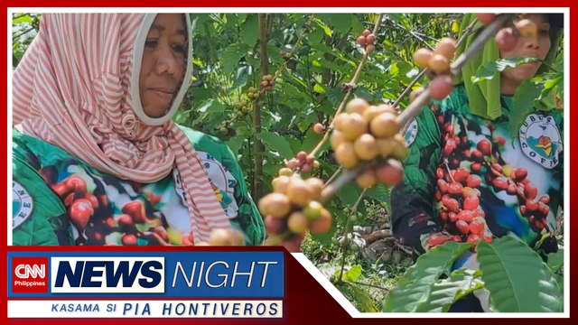 Pagtatanim ng kape bagong kabuhayan ng mga taga Tuburan, Cebu