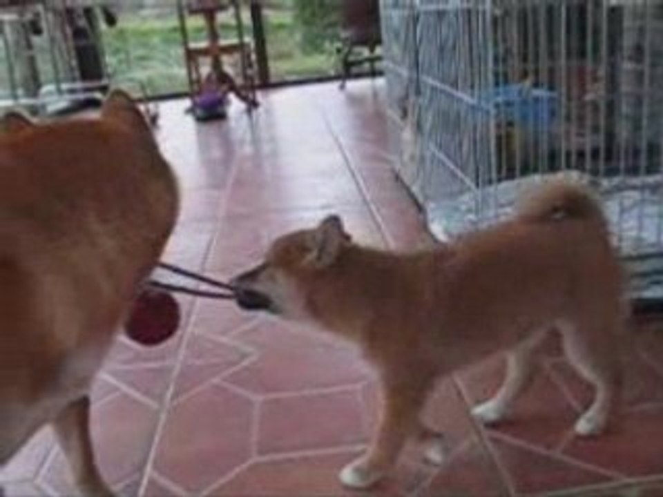 Hoshi et kimiko jouent à la baballe