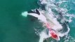 GREAT WHITE SHARK VS KILLER WHALE - ORCA VS GREAT WHITE SHARK - BLONDI FOKS