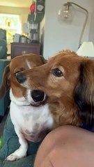 Brotherly Love Between Dachshunds