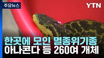 국제 멸종위기 아나콘다·육지거북 왜 이곳에? / YTN