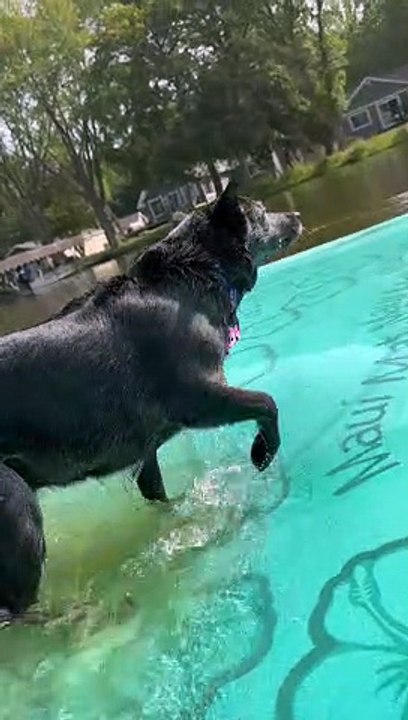 Piranha Puppy Nips At Toes