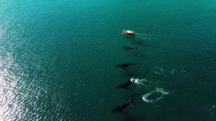 Beautiful and Powerful Sea Creatures