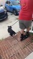 Dog Gets Excited to go on Run With Owner Wearing Rollerblades