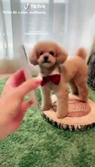 Episode 9:  Compilations Animaux qui Vont te Faire Sourire !