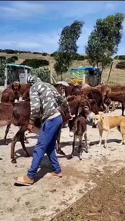 Donkey is runing behind man