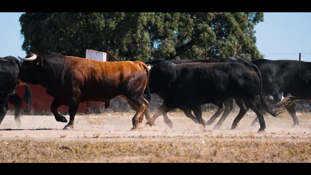 Novillada Luis Algarra - Vid de Oro 2023