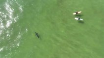Drone footage captures great white shark swimming just metres away from surfers for 15 minutes at Pismo Beach