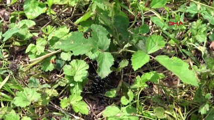 Fındık Üretiminde Rekolte Kayıpları Yaşanıyor