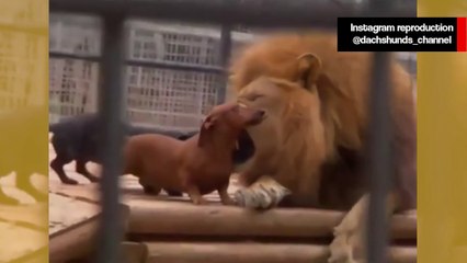 Vídeo impressionante: cãezinhos 'brigam' com leão e sobrevivem para contar a história