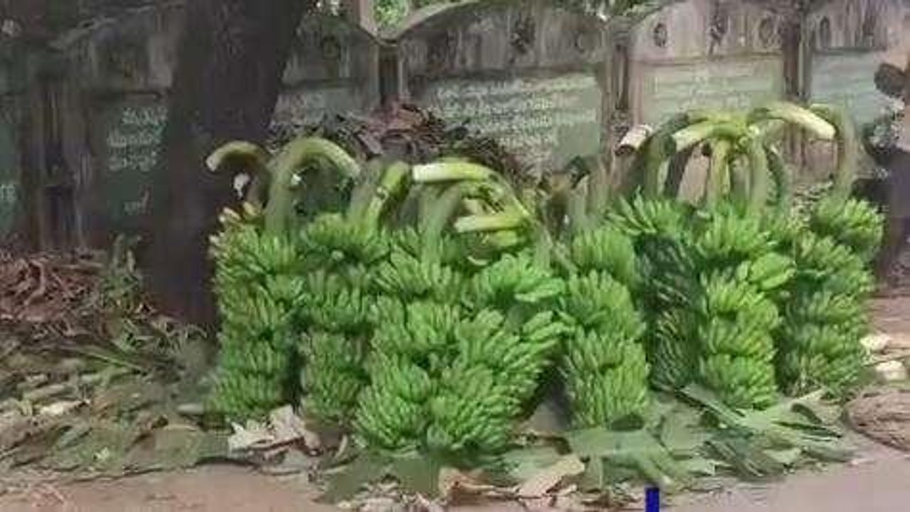 పశ్చిమ గోదావరి: పండుగ వేళ అరటికి పెరిగిన డిమాండ్