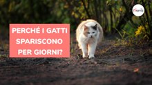 Perché i gatti spariscono per giorni?