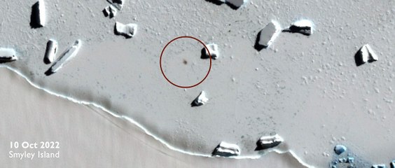 A time lapse of sea ice disappearing around the Bellingshausen Sea