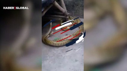 Evlerinin önünde iki kral kobrayı sarmaş dolaş görüntüleyen ev sahipleri şoke oldu!