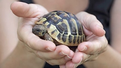 Descubre El Motivo Por El Que Debes Dejar De Besar Y Abrazar A Tu Tortuga