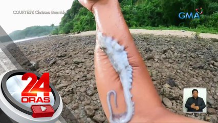 Dalawang putol na braso ng octopus, dumikit sa kamay ng isang vlogger | 24 Oras