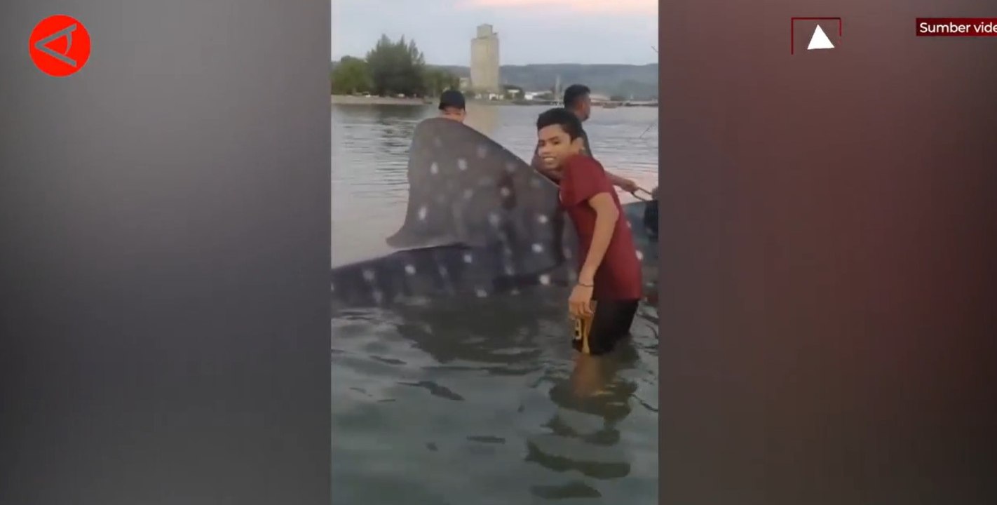 Hiu tutul terperangkap di jaring nelayan di Aceh, dilepas ke laut