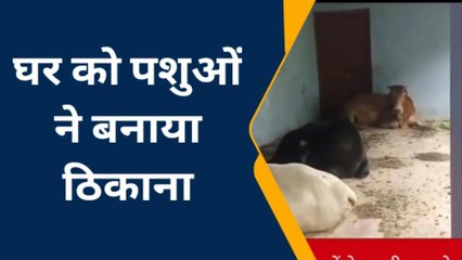 बस्ती: छुट्टा पशुओं के आतंक से ग्रामीण है परेशान, नहीं हो रहा पशुओं का समाधान