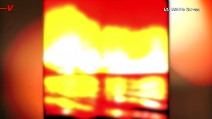 Shocking Moment ‘Incredibly Rare’ Fire Whirl Ravages Canada