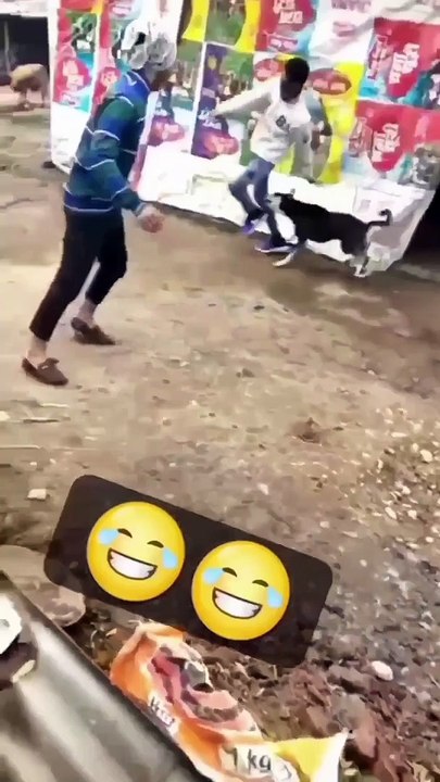 Dog say don't bother me video