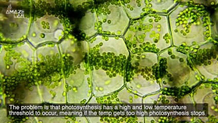 As the Climate Crisis Worsens the Trees Might Stop Photosynthesizing