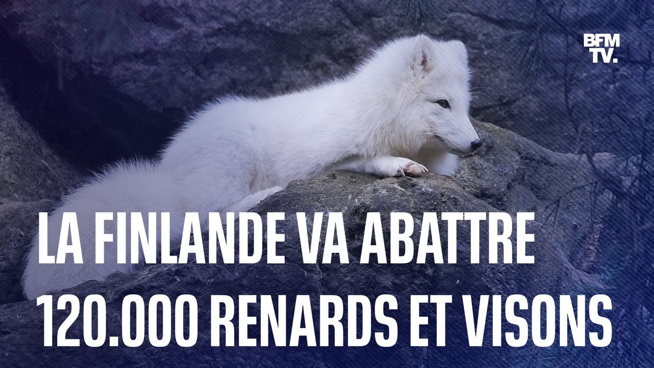 Finlande: 120.000 renards et visons élevés pour leur fourrure vont être abattus à cause de la grippe aviaire