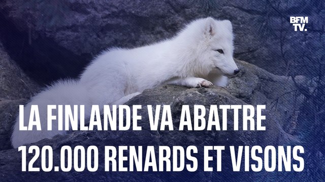 Finlande: 120.000 renards et visons élevés pour leur fourrure vont être abattus à cause de la grippe aviaire