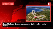 Çanakkale'de Orman Yangınında Evler ve Hayvanlar Yandı