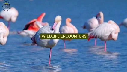 Embarking on Kayaking Escapades in Big Lake, Alaska's Pristine Waters
