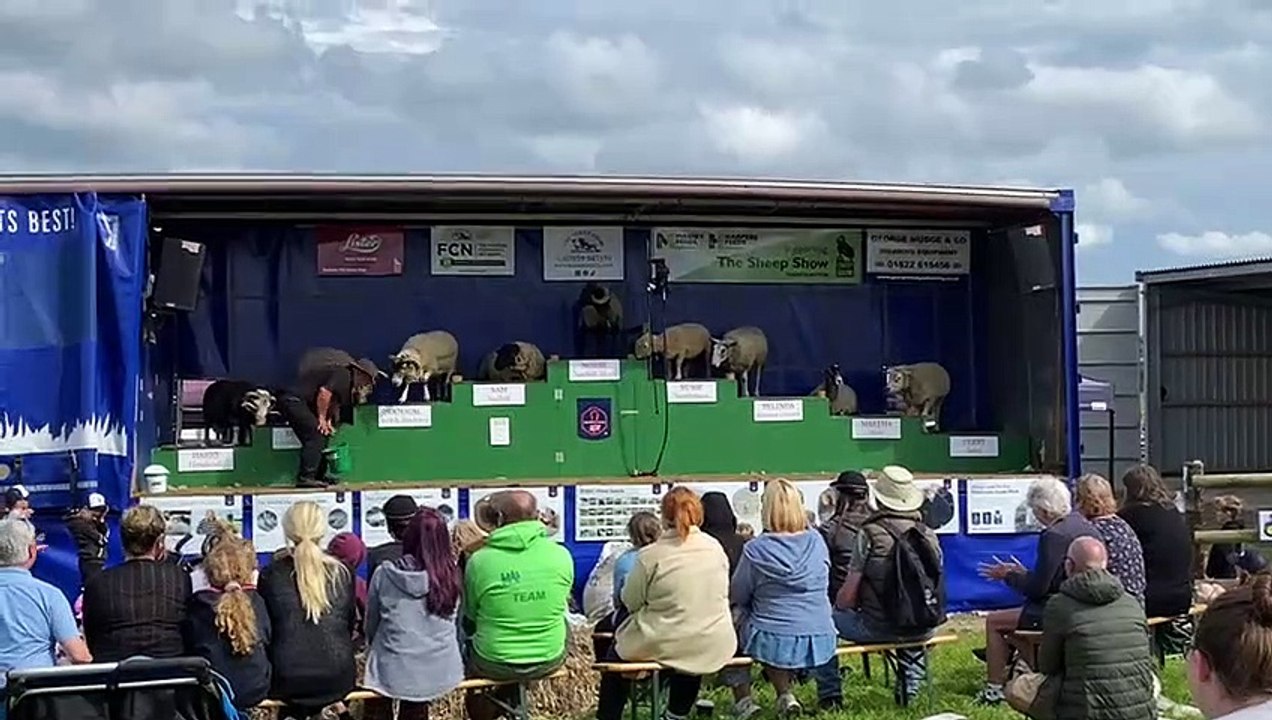 Dancing Sheep at Holsworthy Show 2023