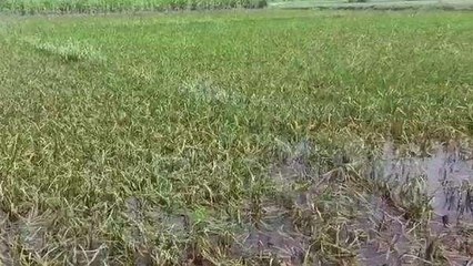 पश्चिमी चंपारण: बाढ़ ने मचाई तबाही धान फसल को हुआ भारी नुकसान, किसान मायूस