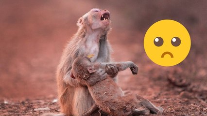 İnsanlar Gibi Ağlayarak Yürek Burkan Hayvanlar