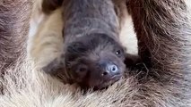 Pet SLOTHS Have Saucy Romance!