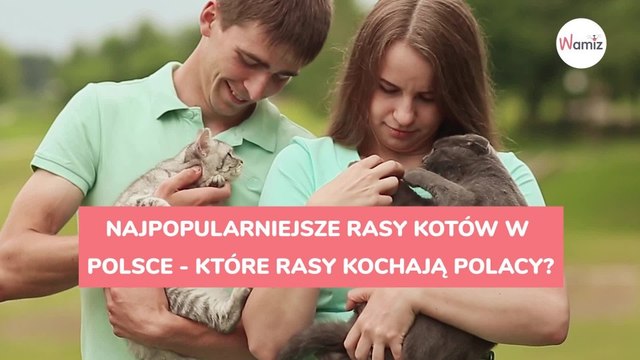 Najpopularniejsze rasy kotów w Polsce - które rasy kochają Polacy?
