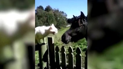 "Hilarious Animals Galore: Try Not to Laugh at Funny Dogs, Cats, and More!
