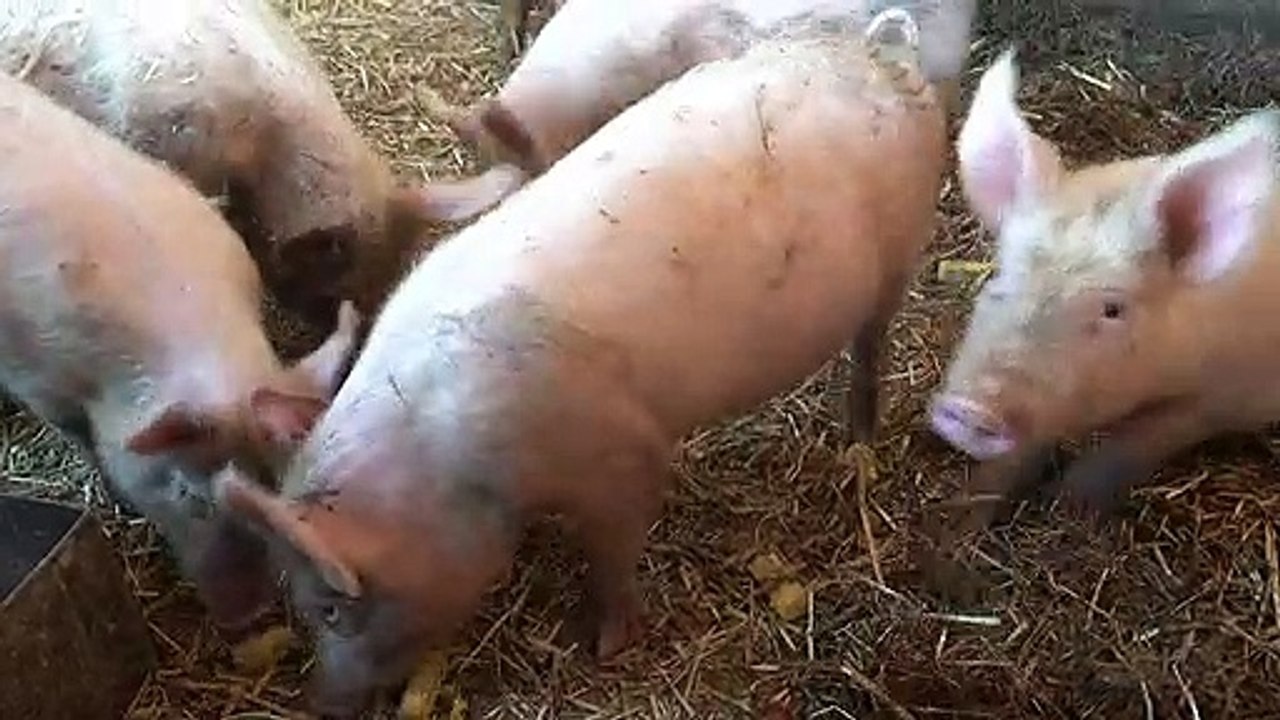 Cerdos - chanchos