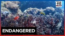 Protect our seas; regenerating coral reefs