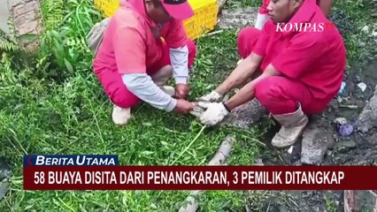 58 Buaya Disita dari Penangkaran Ilegal di Palembang, 3 Pemilik Ditangkap!