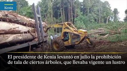 El dilema de talar bosques para vivir en Kenia