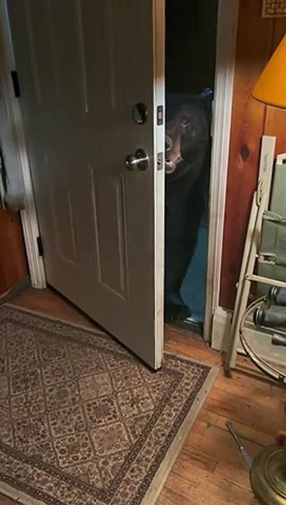 Wild Bear Is Very Polite