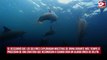 Los delfines reconocen a su familia saboreando la orina