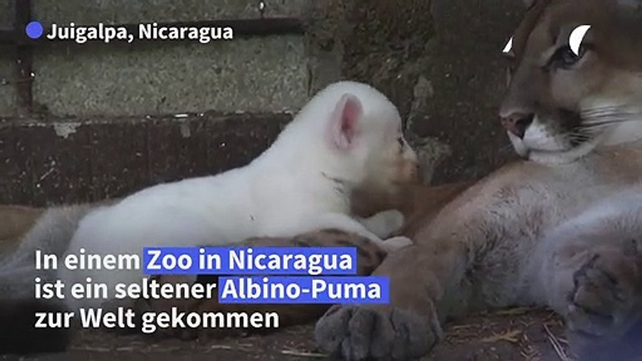 Seltener Albino-Puma in Zoo in Nicaragua geboren