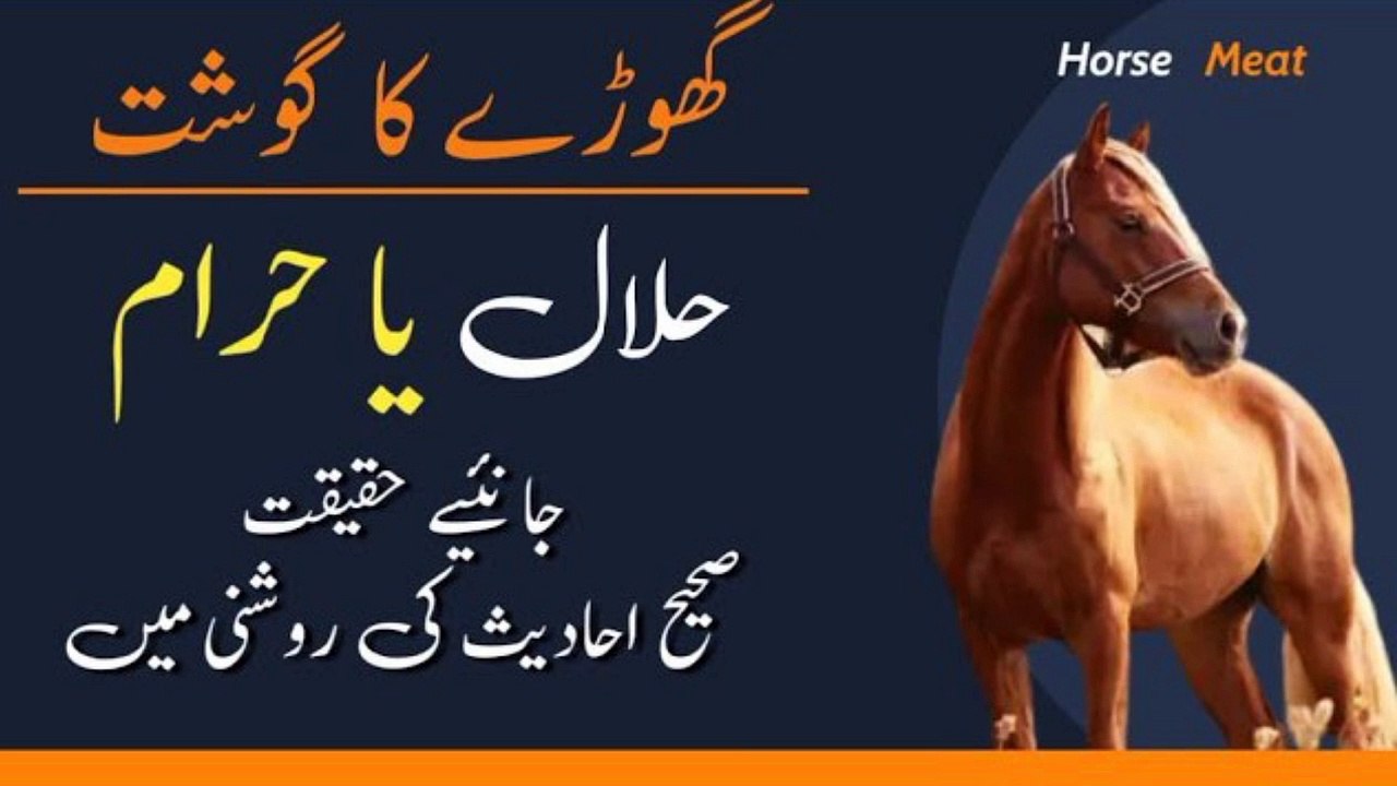 Horse Meat Halal or Haram گھوڑے کا گوشت حلال یا حرام video Dailymotion