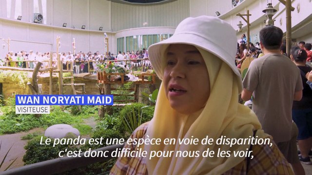 Malaisie: deux pandas géants fêtent leur 17e anniversaire