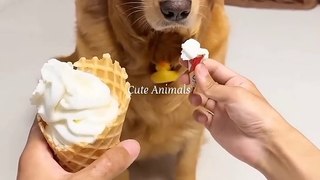Funniest Animal videos of the Day ----_110  _cat _funny _dog(720P_HD)