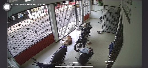 Cat Topples Motorbike Onto Dog