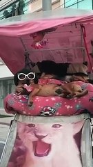 Cães "descolados" em carrinho de compra com cama e cobertura chamam atenção em SC