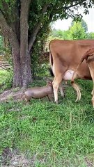 Pig Thinks She's A Baby Cow